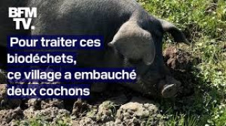 cochons.jpeg